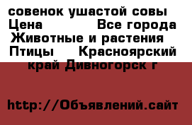 совенок ушастой совы › Цена ­ 5 000 - Все города Животные и растения » Птицы   . Красноярский край,Дивногорск г.